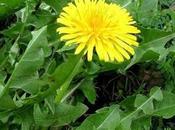 Diente león: beneficios, propiedades contraindicaciones