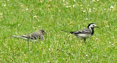 NUEVAS FAMILIAS DE AVES CÁNTABRAS