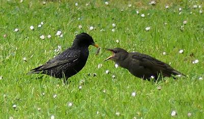 NUEVAS FAMILIAS DE AVES CÁNTABRAS