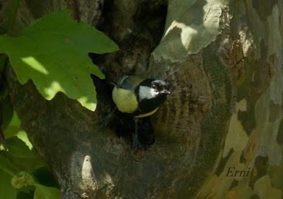 NUEVAS FAMILIAS DE AVES CÁNTABRAS