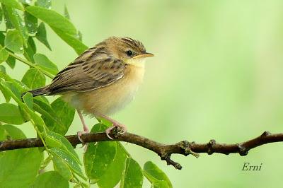 NUEVAS FAMILIAS DE AVES CÁNTABRAS