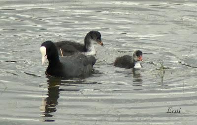 NUEVAS FAMILIAS DE AVES CÁNTABRAS