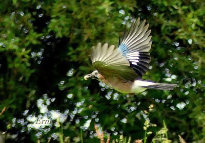 NUEVAS FAMILIAS DE AVES CÁNTABRAS