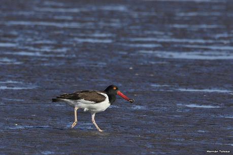 Punta Rasa (diciembre 2020) Punta Rasa (diciembre 2020)