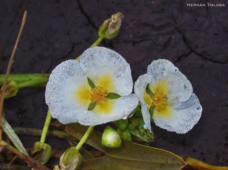 Raras sagitarias moradas