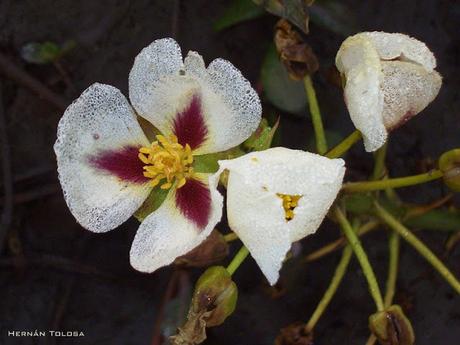 Raras sagitarias moradas