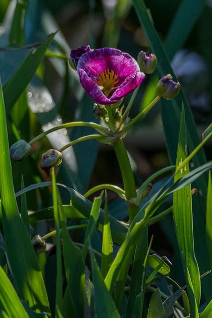 Raras sagitarias moradas