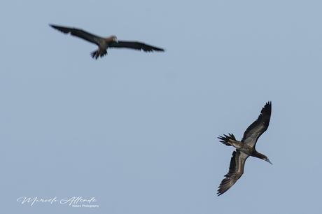 Piquero pardo (Brown Booby) Sula leucogaster