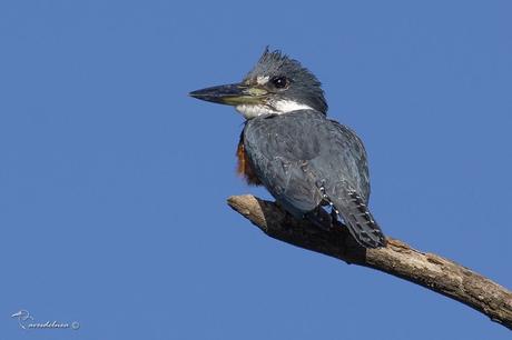 Martín pescador grande (Ringed Kingfisher) Megaceryle torquata