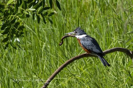 Martín pescador grande (Ringed Kingfisher) Megaceryle torquata