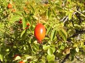 #ActivosCosmeticos Rosa mosqueta, ingrediente multi-activo