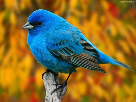 El pájaro azul, Charles Bukowski