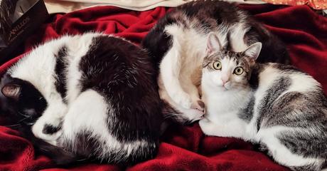 O todos, o unos pocos O todos, o unos pocos