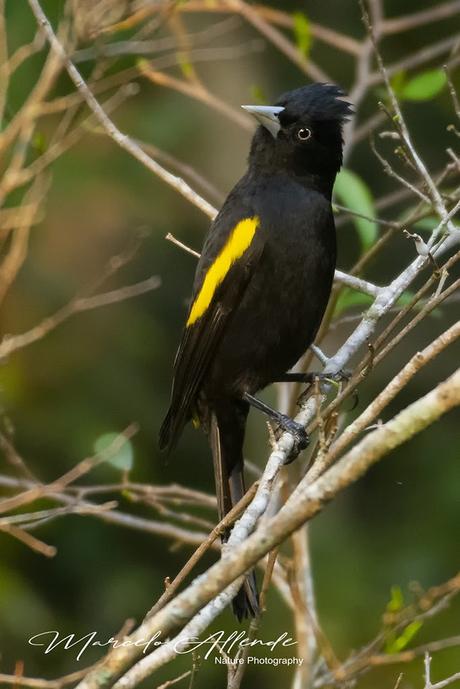 Boyero ala amarilla (Golden-winged Cacique) Cacicus chrysopterus