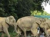 Manada Elefantes marcha causa daños millones dólares China