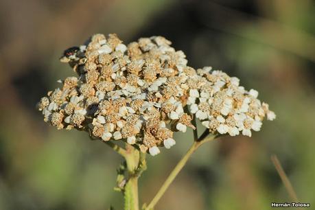 Milenrama (Achillea millefolium)
