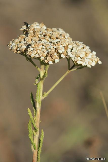 Milenrama (Achillea millefolium)
