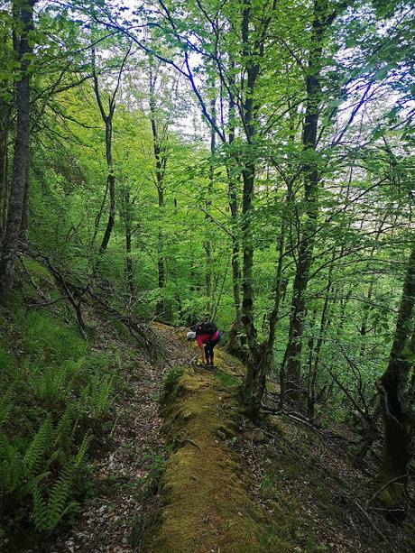 RUTA DE LAS BRAÑAS TEVERGANAS (P.R. AS-104)