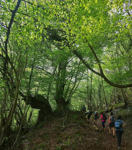 RUTA DE LAS BRAÑAS TEVERGANAS (P.R. AS-104)