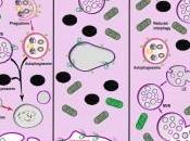 Vesículas extracelulares cáncer