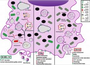 Vesículas extracelulares en cáncer