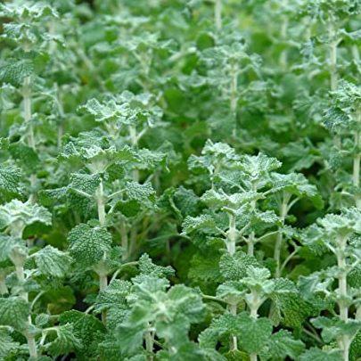 marrubio propiedades