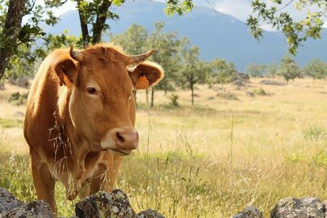 El sector de la Carne de Vacuno, comprometido con la sostenibilidad