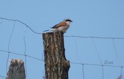 UN VISITANTE POCO HABITUAL EN LAREDO