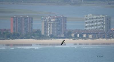 UN VISITANTE POCO HABITUAL EN LAREDO