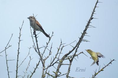 UN VISITANTE POCO HABITUAL EN LAREDO