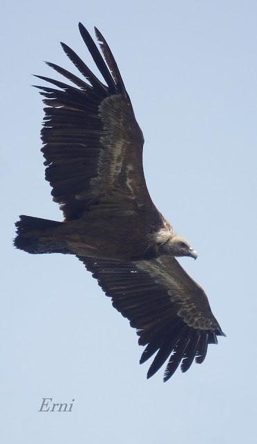 UN VISITANTE POCO HABITUAL EN LAREDO
