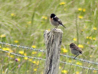 UN VISITANTE POCO HABITUAL EN LAREDO
