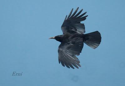 UN VISITANTE POCO HABITUAL EN LAREDO