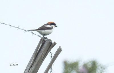 UN VISITANTE POCO HABITUAL EN LAREDO