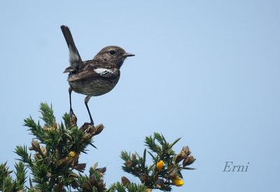 UN VISITANTE POCO HABITUAL EN LAREDO