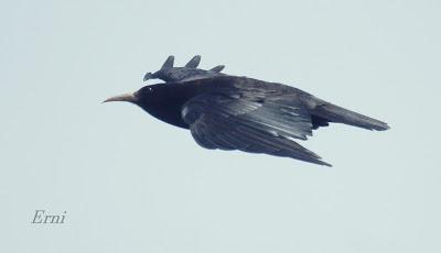 UN VISITANTE POCO HABITUAL EN LAREDO