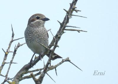 UN VISITANTE POCO HABITUAL EN LAREDO