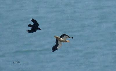 UN VISITANTE POCO HABITUAL EN LAREDO