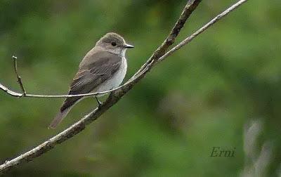 UN VISITANTE POCO HABITUAL EN LAREDO