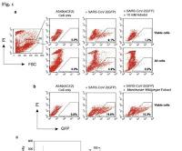 Farmaco Natural podria ser la clave para eliminar el COVID 19