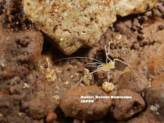 Ganadores VIII Concurso Internacional Flora y Fauna Cavernícolas