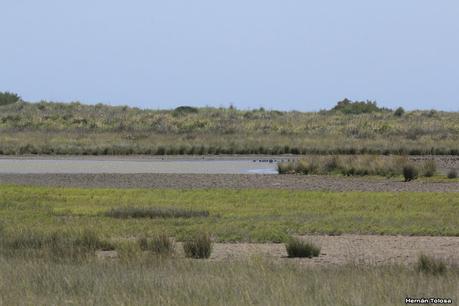 Punta Rasa (diciembre 2020)