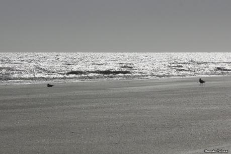 Punta Rasa (diciembre 2020)