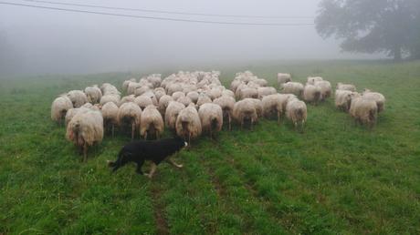 LORRA ayuda a 13 jóvenes a emprender en el agro vizcaíno
