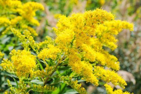 vara de oro propiedades