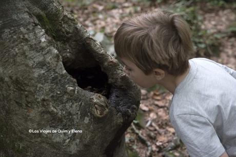 Fageda d'En Jordà, Excursiones con niños en Cataluña