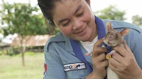 Jubilan a Rata que ayudó a detectar decenas de minas antipersonales en Camboya