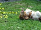 perro "casa"