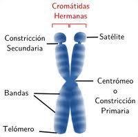 Problemas por anomalías estructurales de los cromosomas