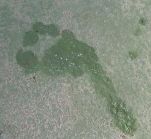 Crónicas marinas (8)